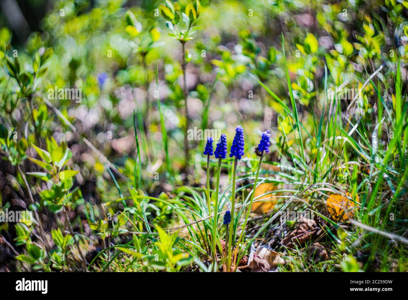 Fiori di giacinto selvatico Foto Stock
