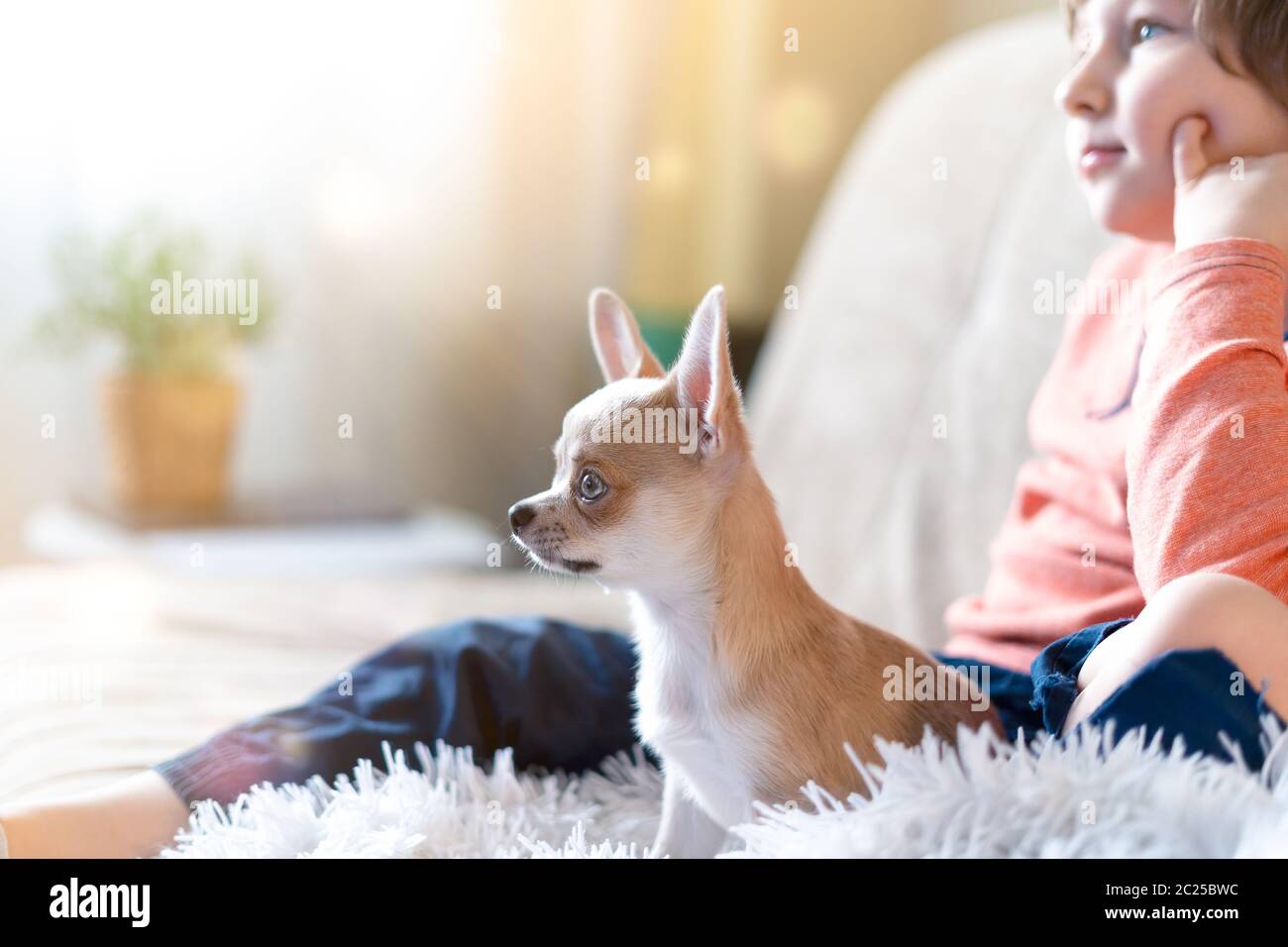 Cucciolo chihuahua e bambino ragazzo guardando film insieme, seduto sul divano divertente in soggiorno. Capretto e cane caucasici godendo del tempo libero Foto Stock