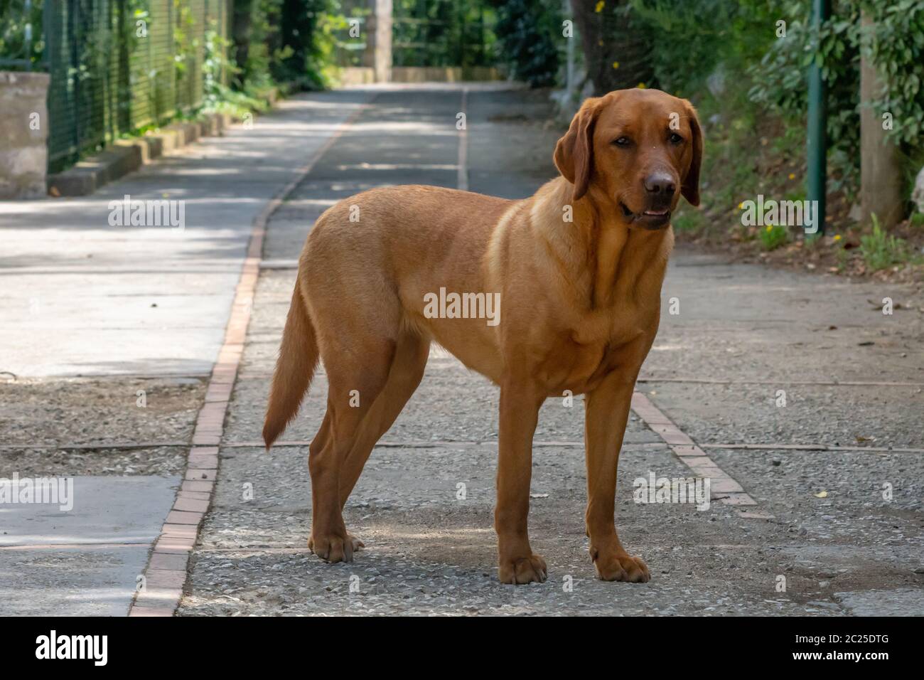 Il miglior amico dell'uomo, il cane Foto Stock