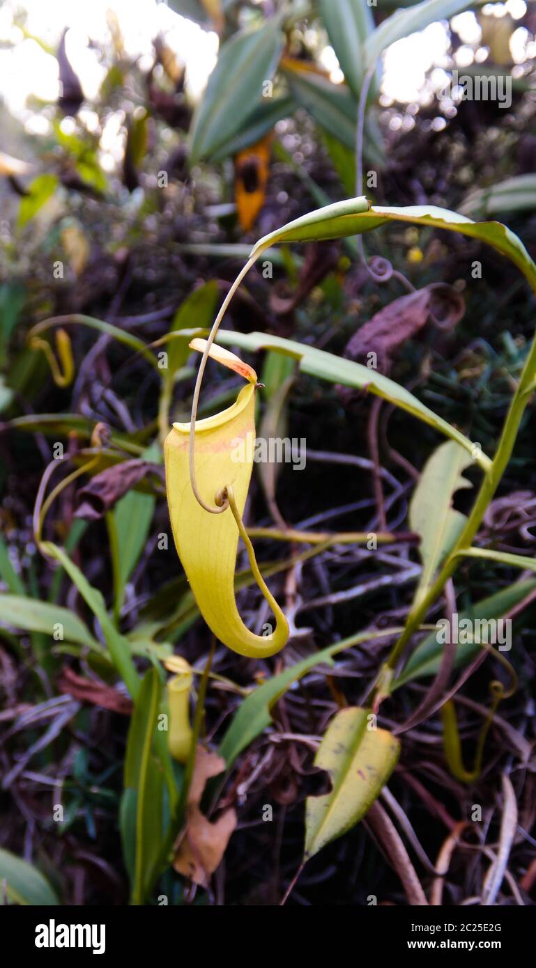 Vista allo stabilimento di Pitcher di Nepenthes, regione di Atsinanana, Madagascar Foto Stock