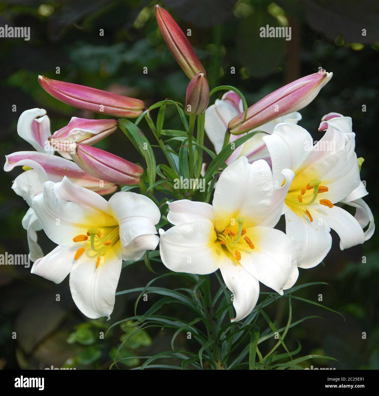 Lilium regale Foto Stock