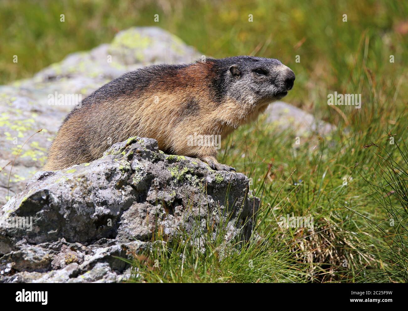 La marmotta alpina Marmota marmota Foto Stock