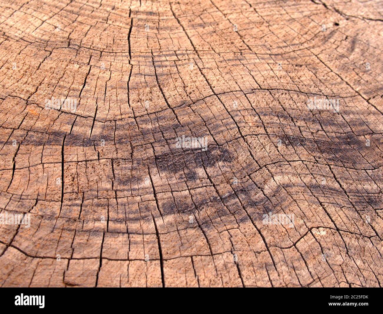 vecchia superficie di legno marrone grezzo con segni di scorch più scuri e crepe dopo gli anelli di crescita Foto Stock