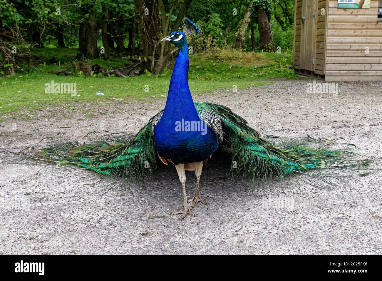 Indian Peafowl, FOTA Wildlife Park, Cork, Irlanda Foto Stock