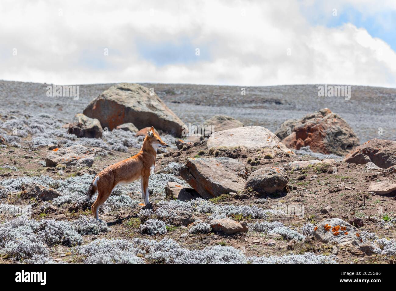 Rare ed endemiche lupo etiope, Canis simensis, cacce in natura habitat. Sanetti Plateau in montagne di balle, Africa fauna etiope. Solo circa 440 Foto Stock