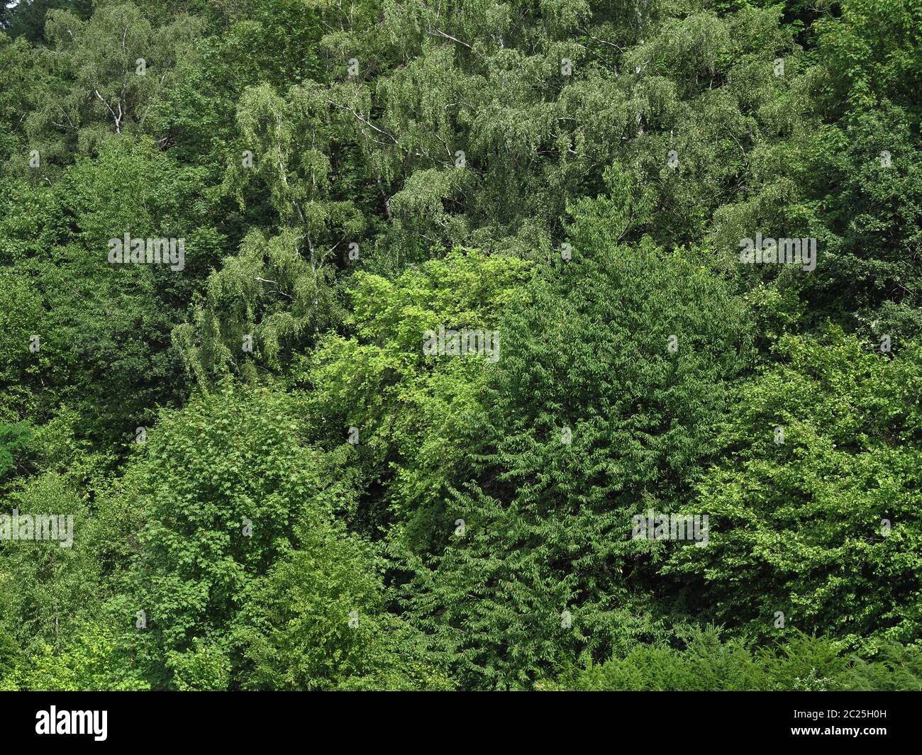 Misto foresta decidua in estate, parete verde Foto Stock