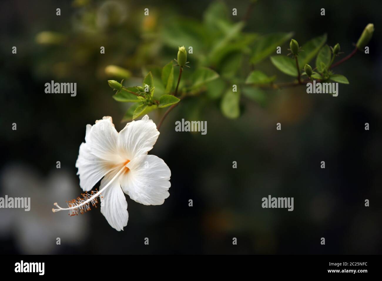 Cinese Bianca Rose, calzatura un fiore o un fiore di ibisco bianco Foto Stock