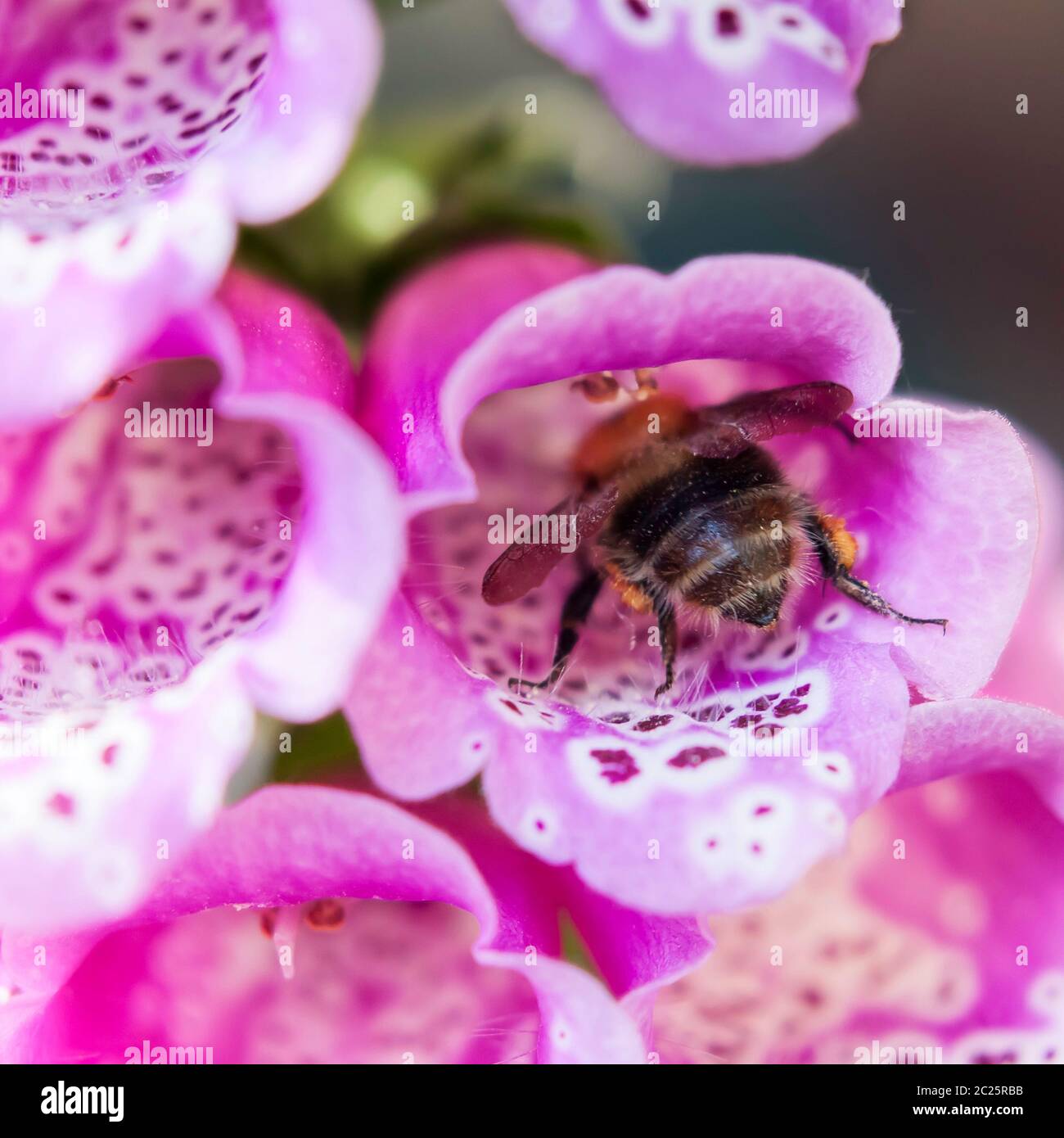 Fiore singolo aperto del guanto di volpe, che ha visita di un'ape Foto Stock