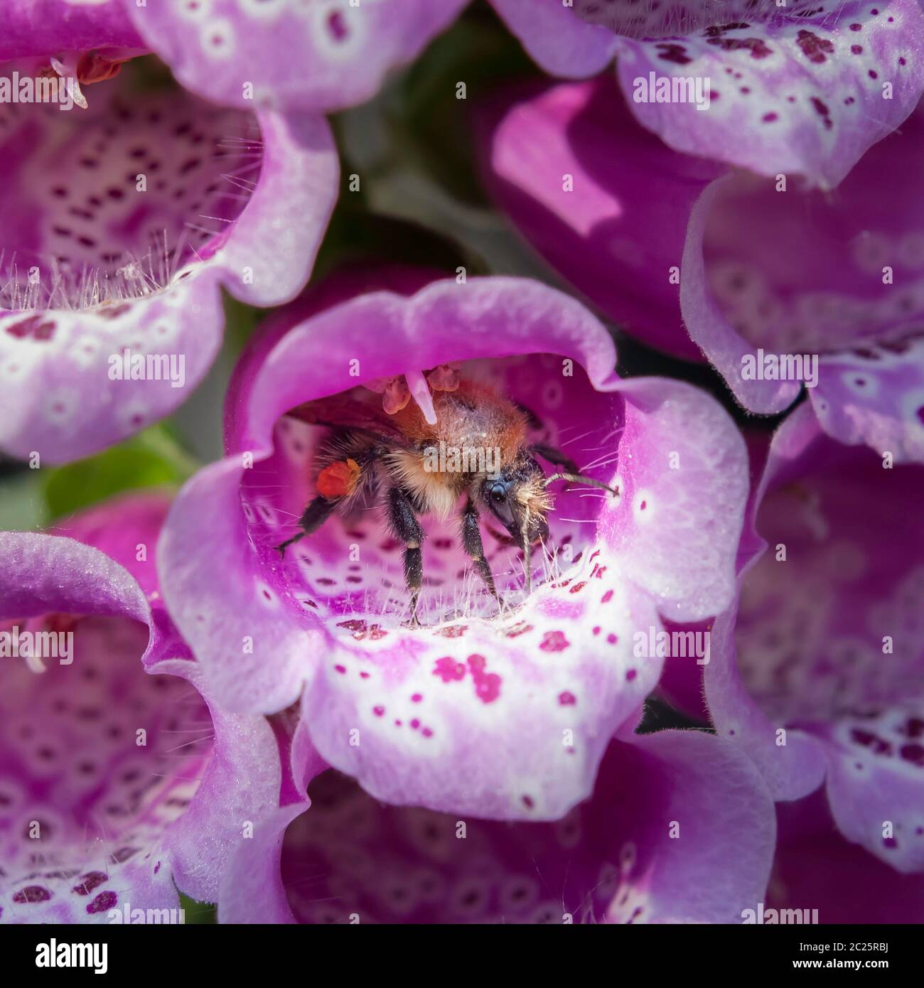 Fiore singolo aperto del guanto di volpe, che ha visita di un'ape Foto Stock