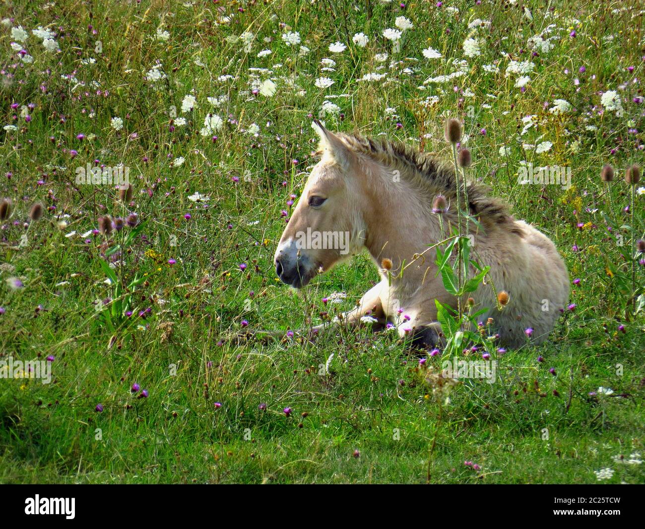 Konik, cavallo primitivo polacco, nemico in un campo estivo Foto Stock