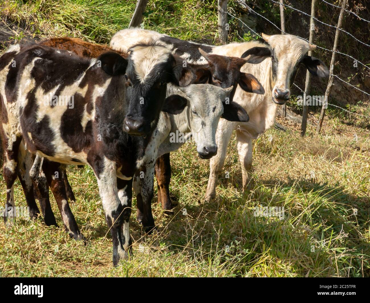 Buoi giovani che vivono liberi nel campo - bestiame bovino Foto Stock