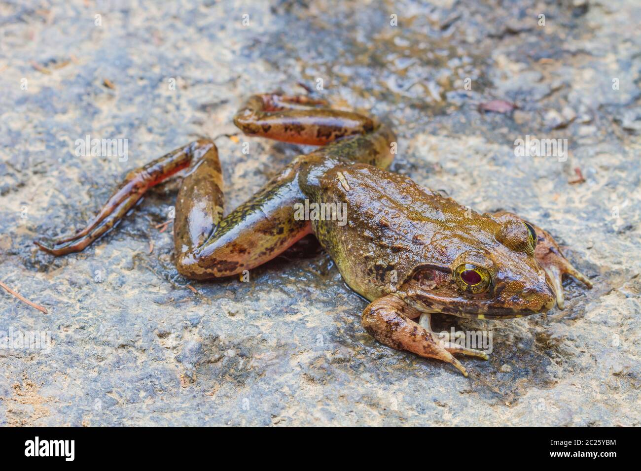Vista dettagliata del fiume asiatica o rana gigante fiume asiatici rana nella foresta Foto Stock