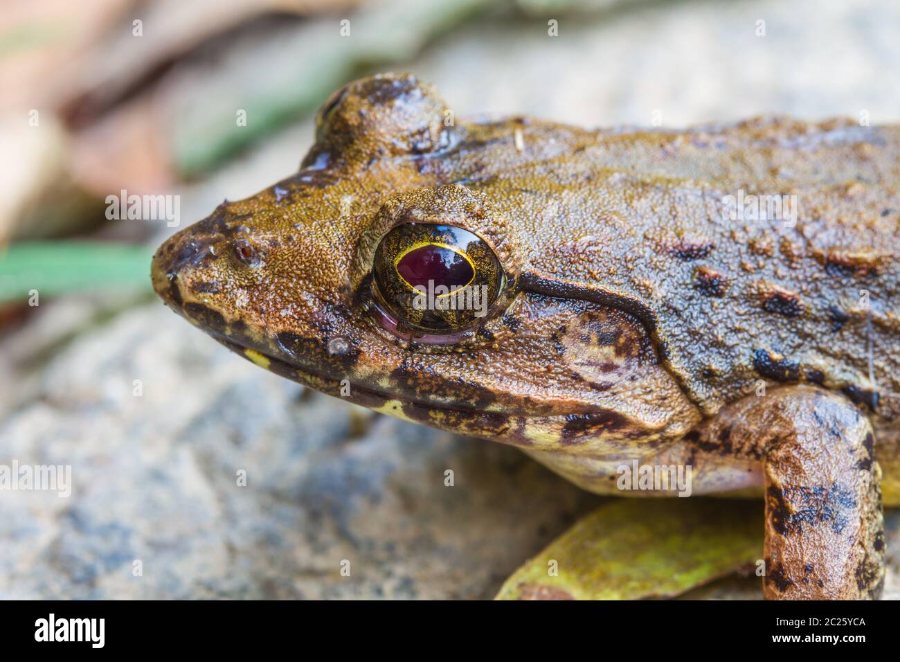 Vista dettagliata del fiume asiatica o rana gigante fiume asiatici rana nella foresta Foto Stock