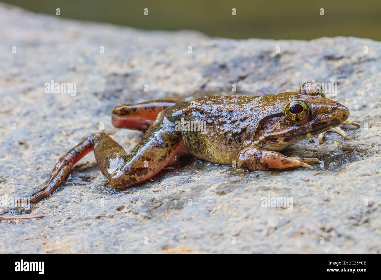 Vista dettagliata del fiume asiatica o rana gigante fiume asiatici rana nella foresta Foto Stock