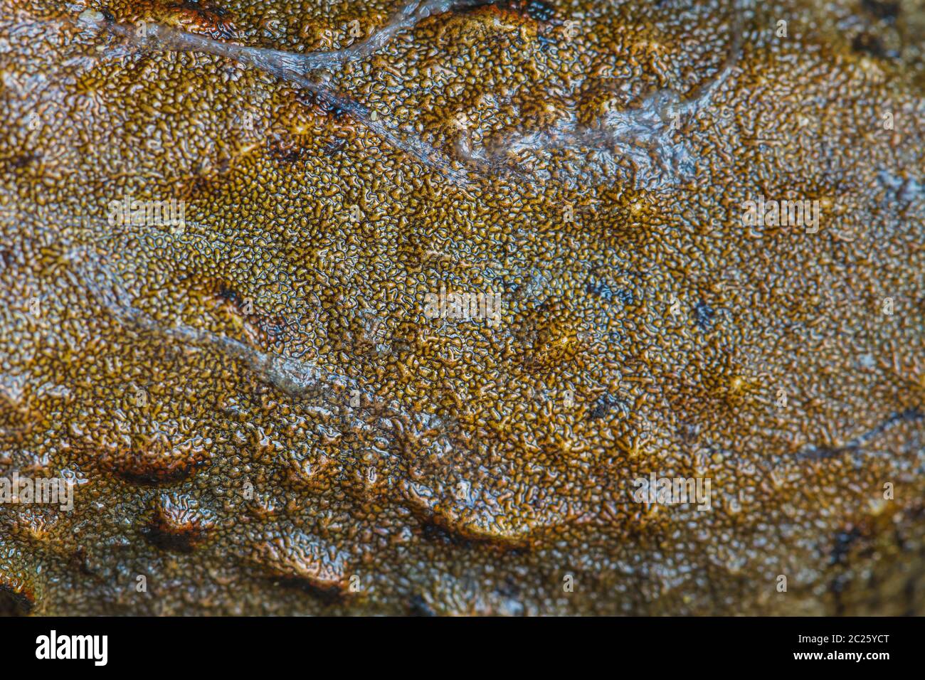 Closeup pelle del fiume asiatica o rana gigante fiume asiatici rana nella foresta Foto Stock