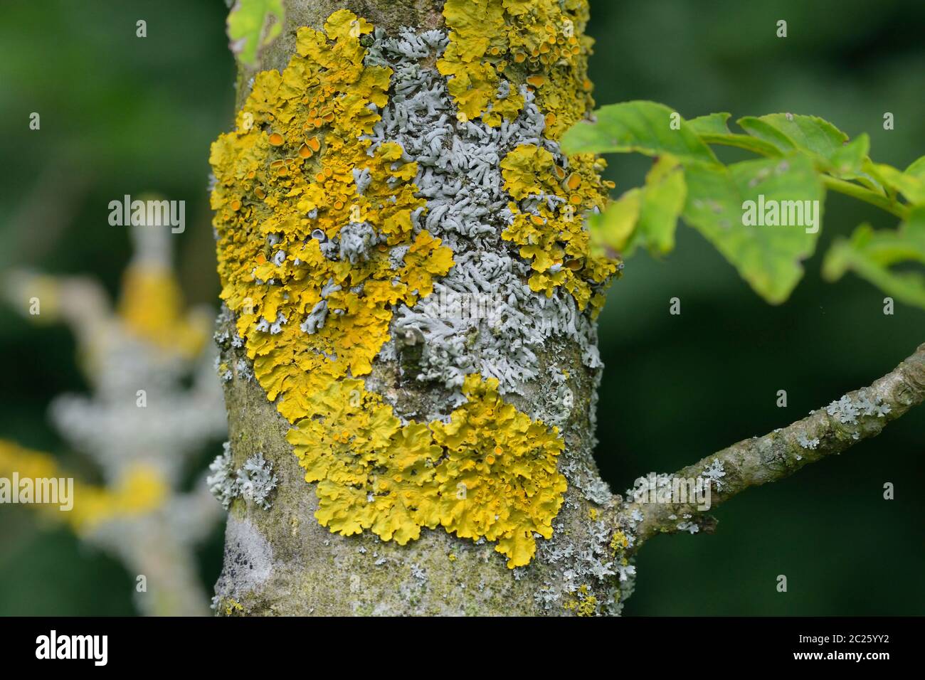 Un albero coperto di licheni fogliosi Foto Stock