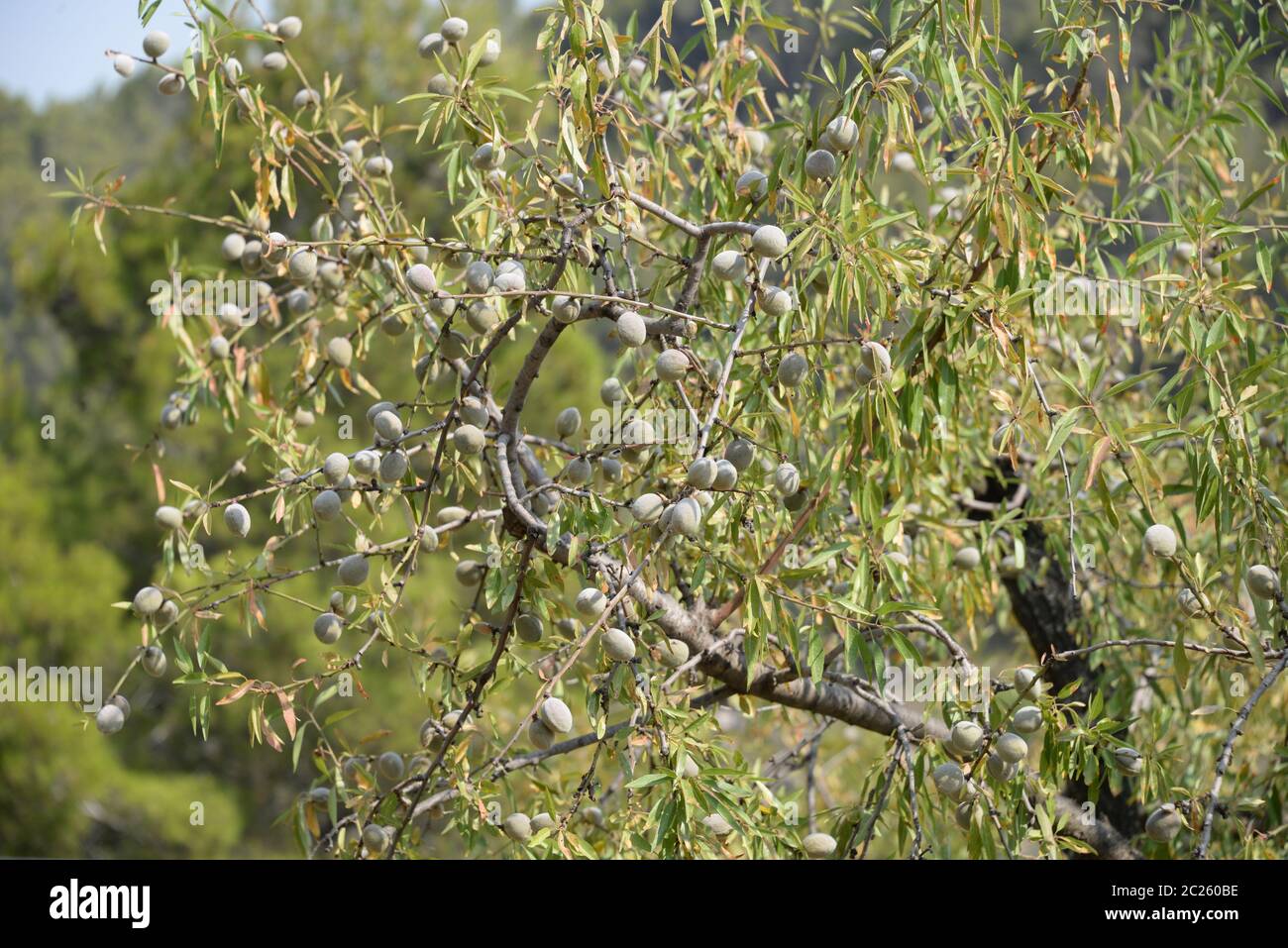 Mandorle fresche su albero in provincia di Alicante, Costa Blanca, Spagna Foto Stock