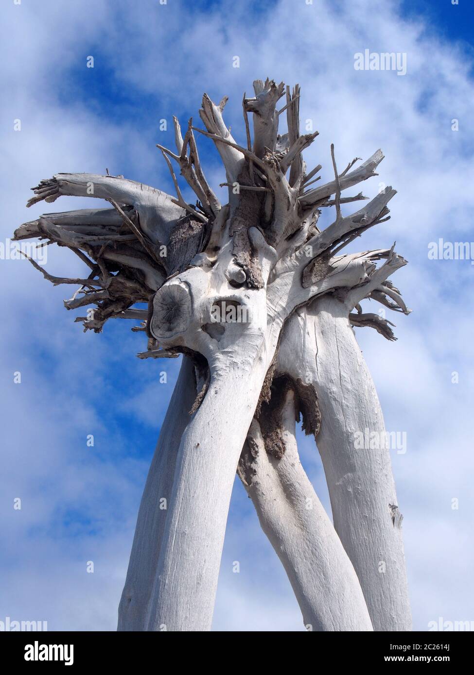albero morto bianco stellato invertito contro nuvole e cielo blu Foto Stock