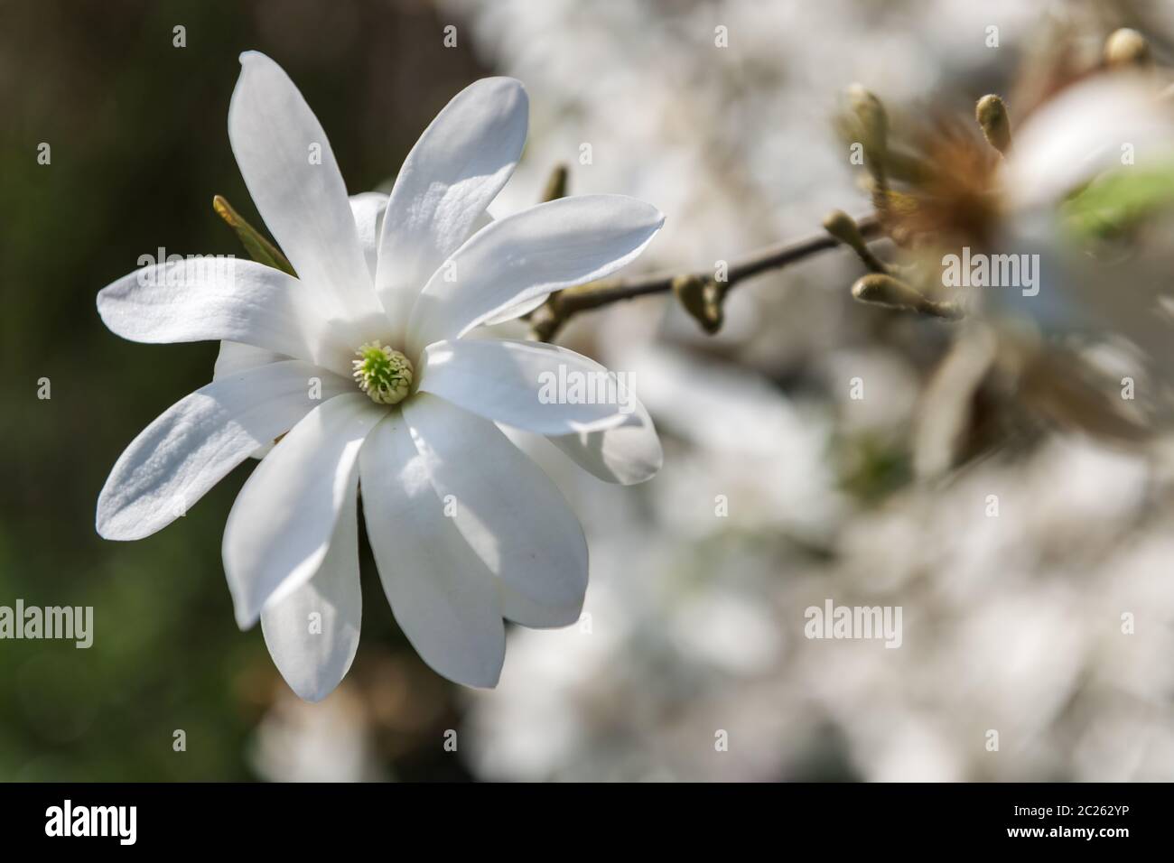 Magnolia stellata white Sternmagnolie Foto Stock