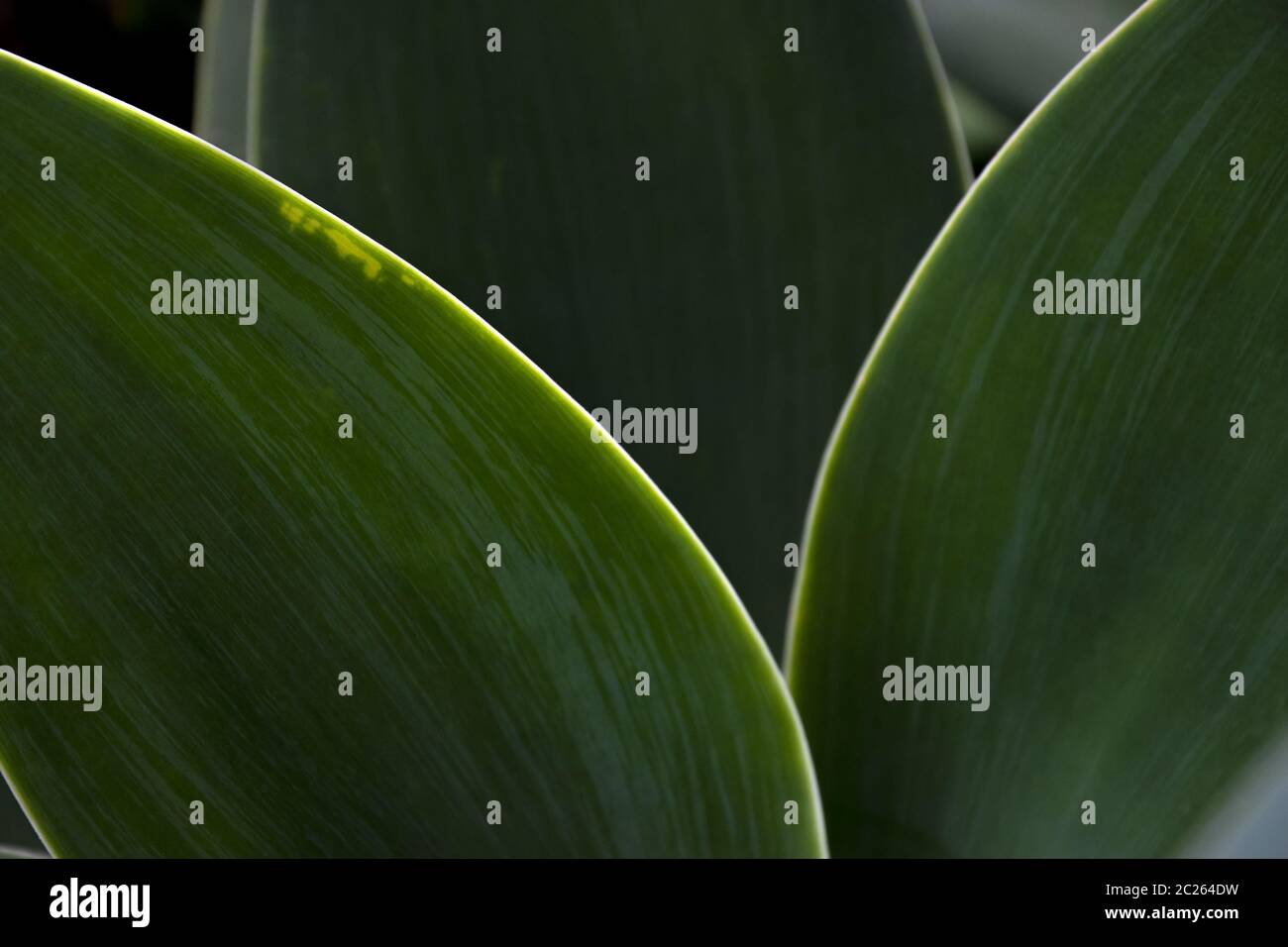 Foglie verdi scure in retroilluminazione Foto Stock