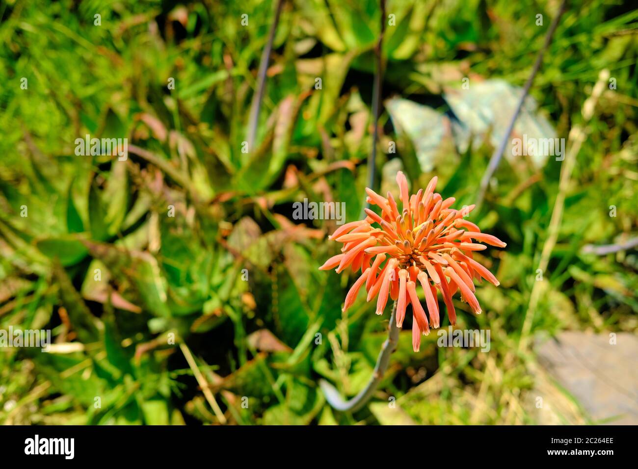 Aloe mudenensis fiorente, un succulente sempreverde della famiglia Asphodelaceae; gruppo di fiori rosso-arancio con sommità rotonda in una giornata luminosa e soleggiata. Foto Stock