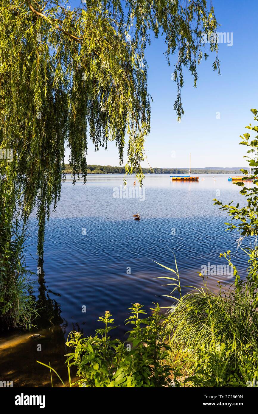 Vista dal verde della riva del Steinhuder Meer al lago. Foto Stock