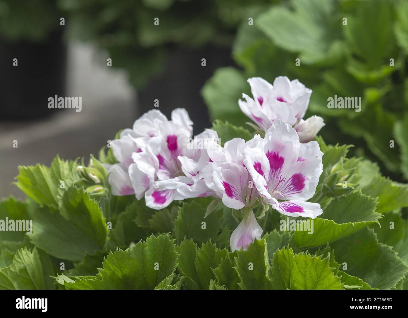 Fiori di geranio bianco con macchie rosa Foto stock - Alamy