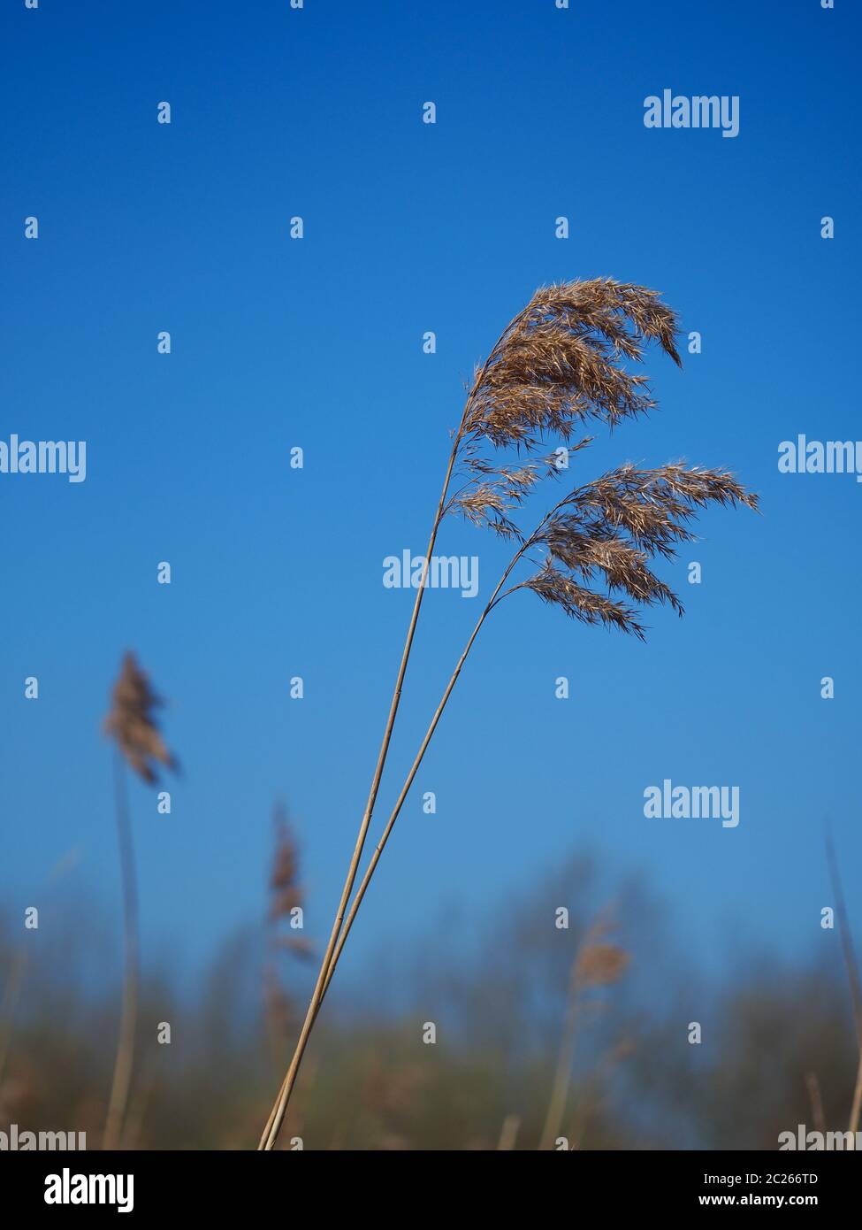 Due alte canne che soffiano in una leggera brezza su uno sfondo blu chiaro del cielo Foto Stock