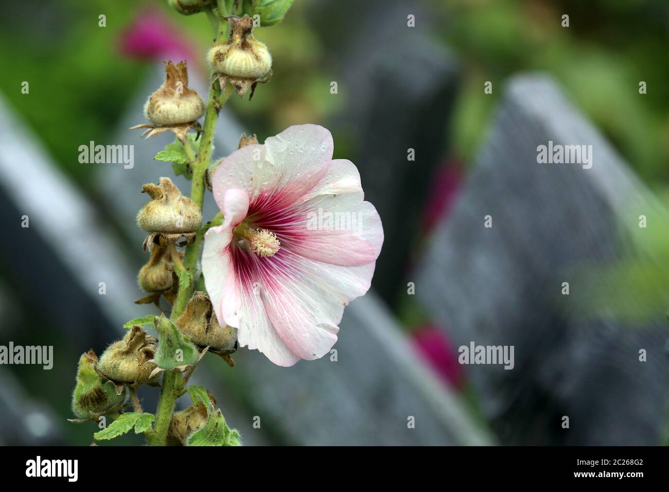 Stockrose Alcea rosea nel giardino della fattoria Foto Stock