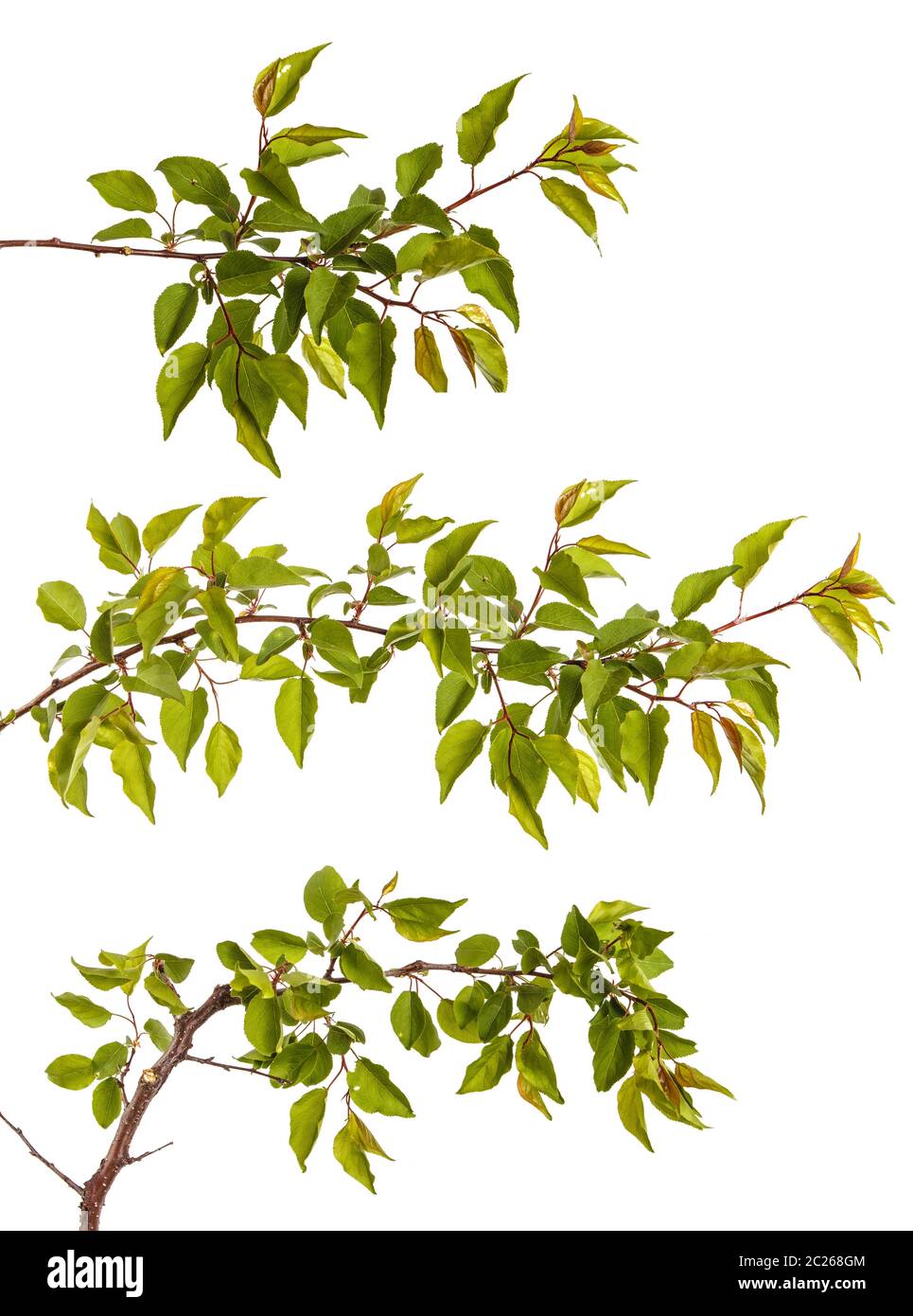 Ramo di albero di albicocche con foglie verdi isolati su bianco. Impostare Foto Stock