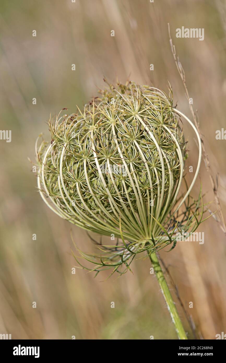 Supporto di frutta della carota selvatica Daucus carota Foto Stock