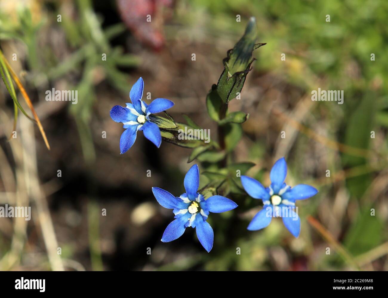 Neve genziana genziana nivalis Foto Stock