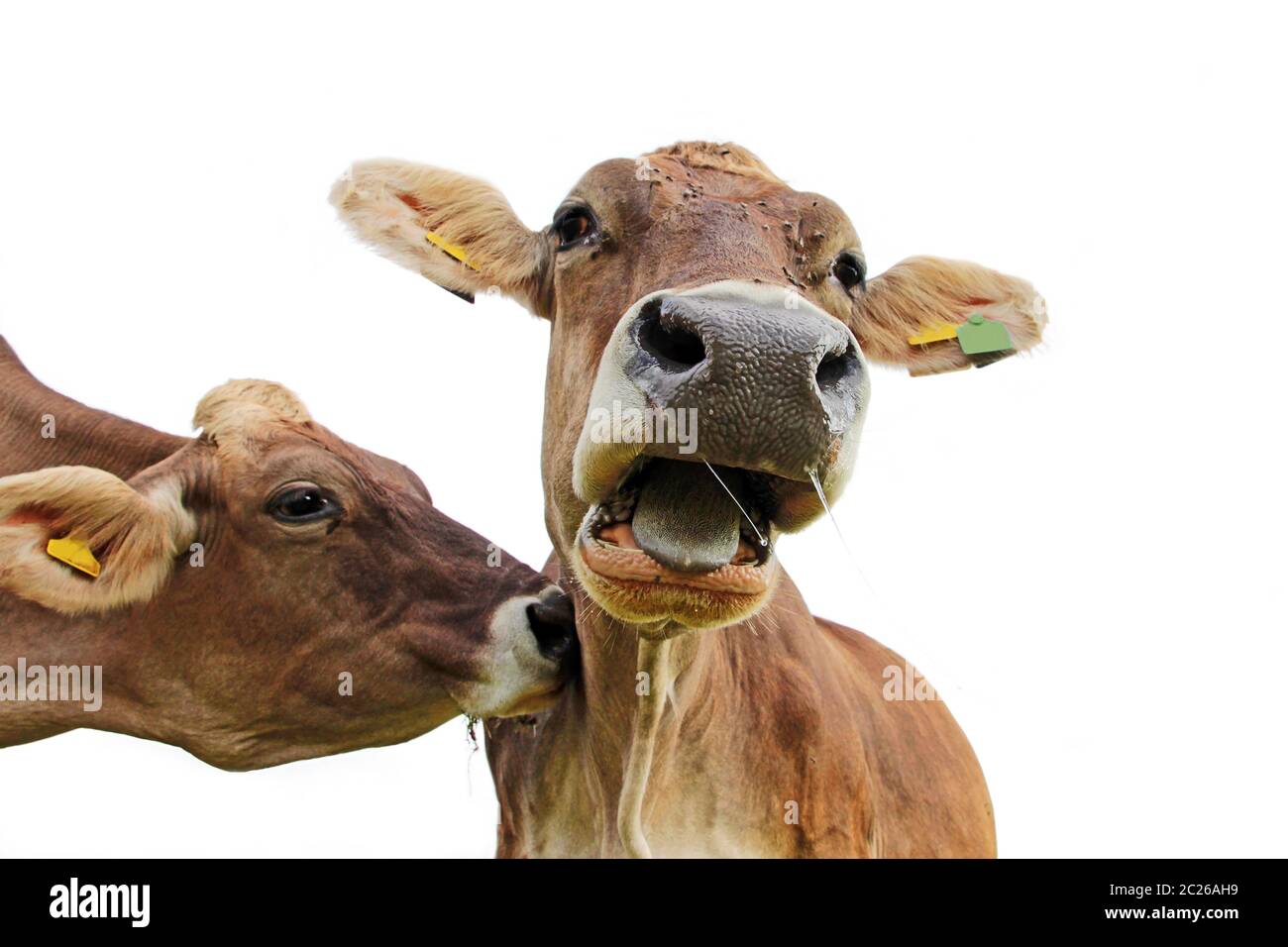 Divertente foto di mucca. Una mucca pazza un'altra mucca e questa grida Muh Foto Stock