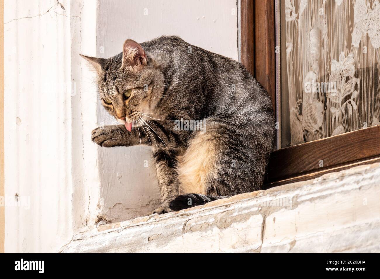 Un simpatico gatto fuori dalla finestra Foto Stock