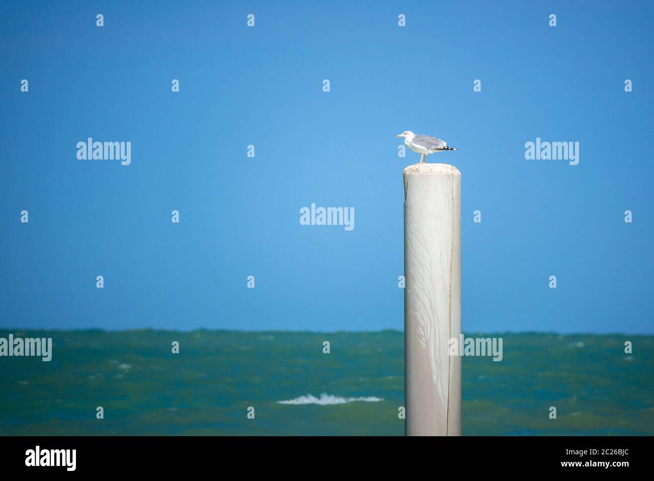 Un gabbiano è seduto su un palo ad Ancona, Italia Foto Stock