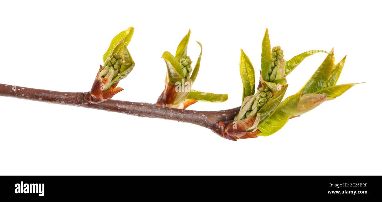 La ciliegia rami con foglie Foto Stock