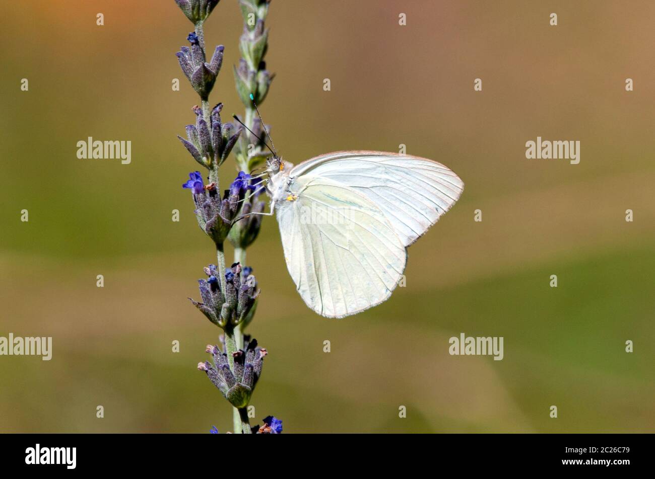 Pianta di lavanda che impollinante la farfalla dello zolfo. Foto Stock