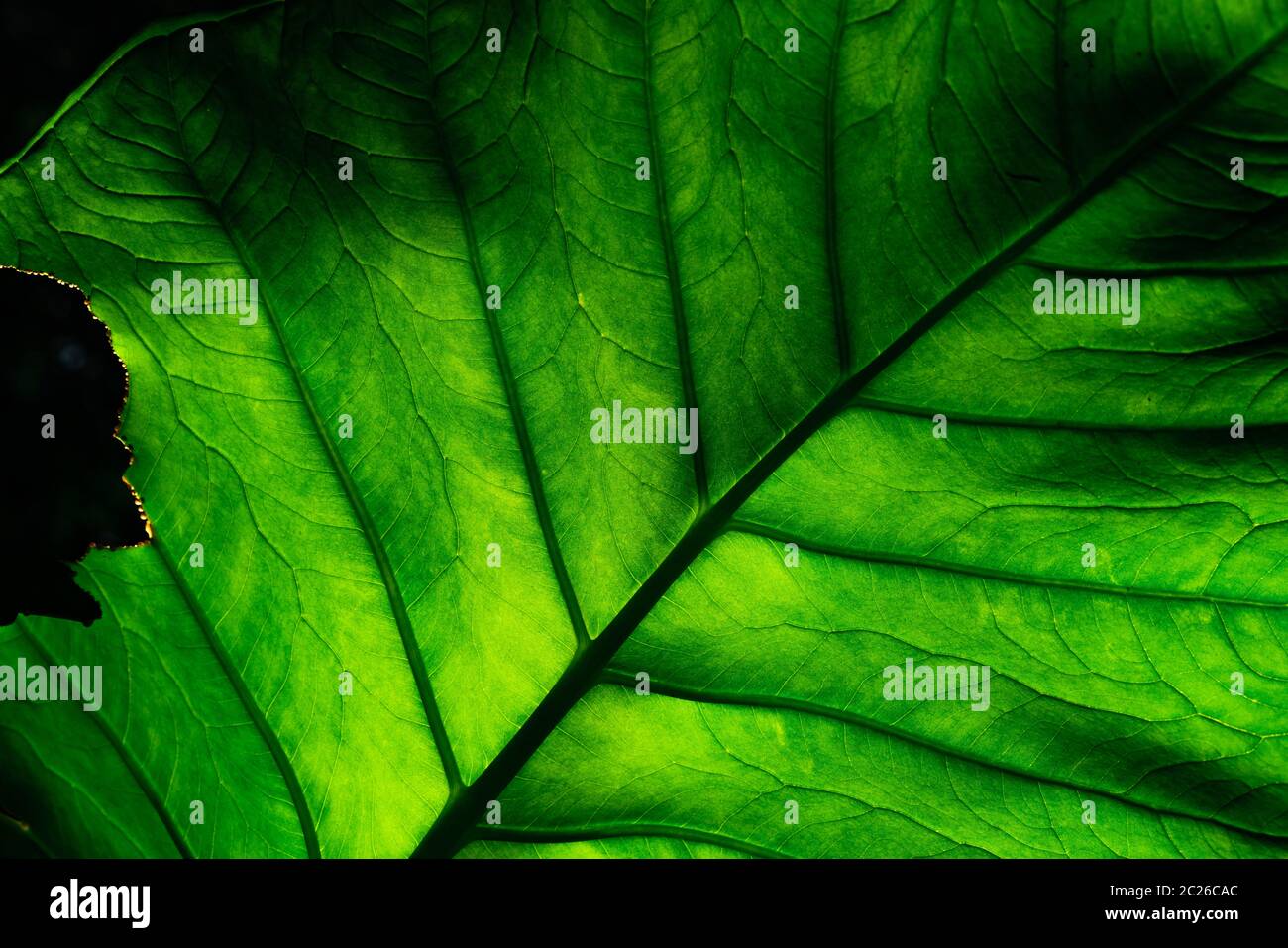 Primo piano dettaglio di incomplete foglie verdi su sfondo scuro. Foglia verde mangiato dal Verme, Caterpillar, o un insetto. Foglie con una texture verde. Eco backgroun Foto Stock