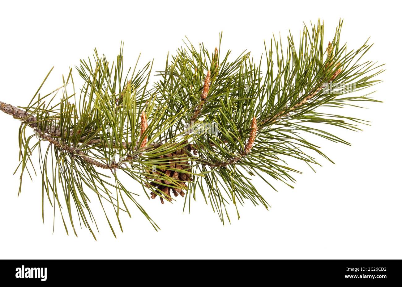 Un ramo di un albero di pino. Isolato su bianco Foto Stock