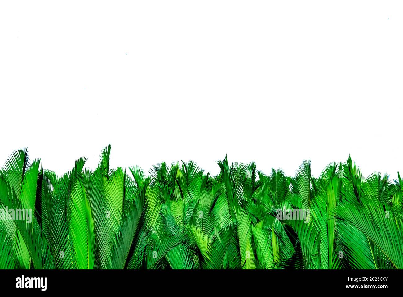 Il verde delle foglie di palmo isolati su sfondo bianco. Nypa fruticans Wurmb (Nypa, Atap palm, palme Nipa, Mangrove palm). Foglia verde per la decorazione in orga Foto Stock