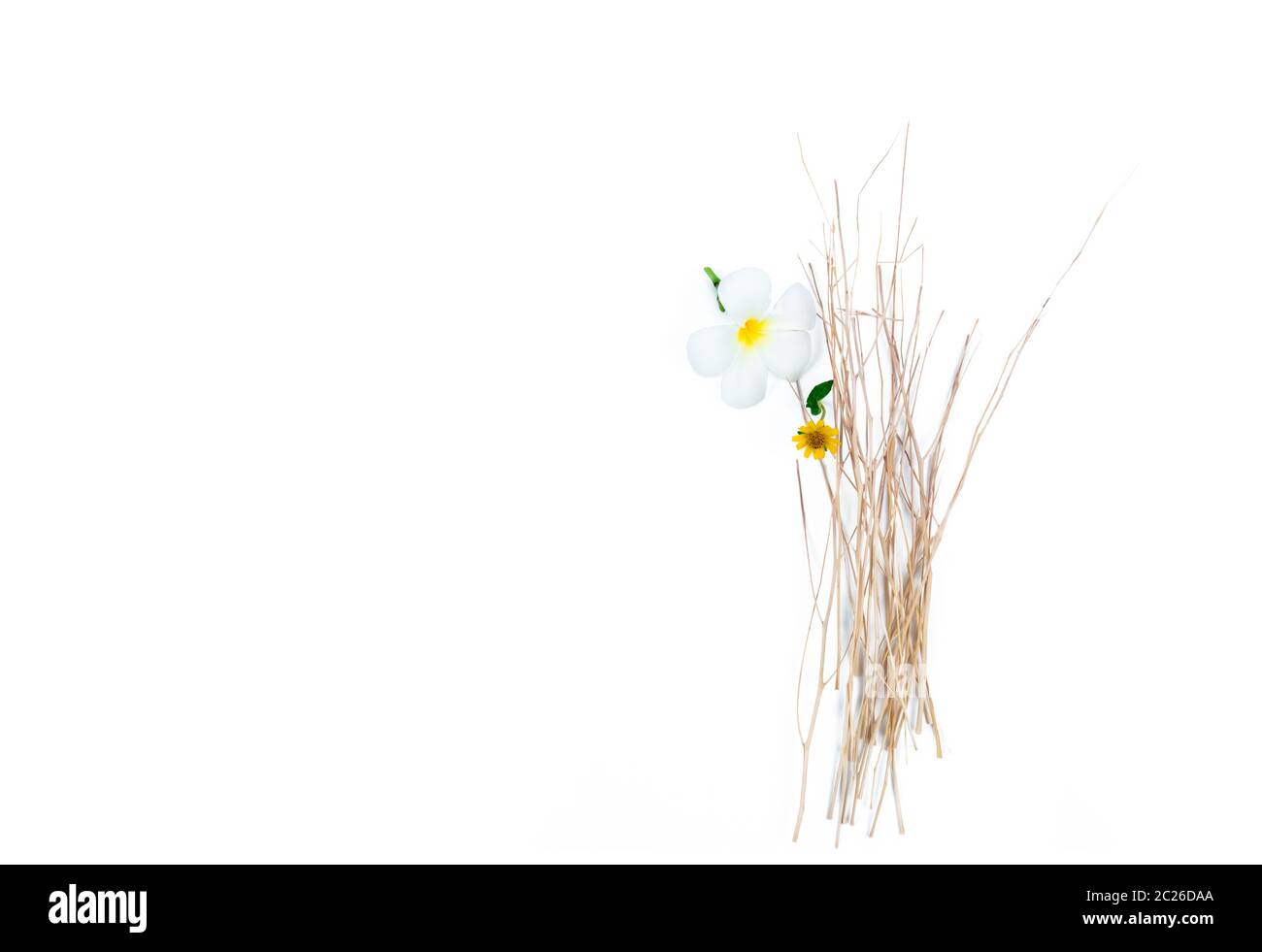 Fiori con ramo secco su sfondo bianco. Spa e centro benessere dell hotel o resort. Sfondo per vasca da bagno e prodotti di bellezza. Rilassatevi con il profumo Foto Stock