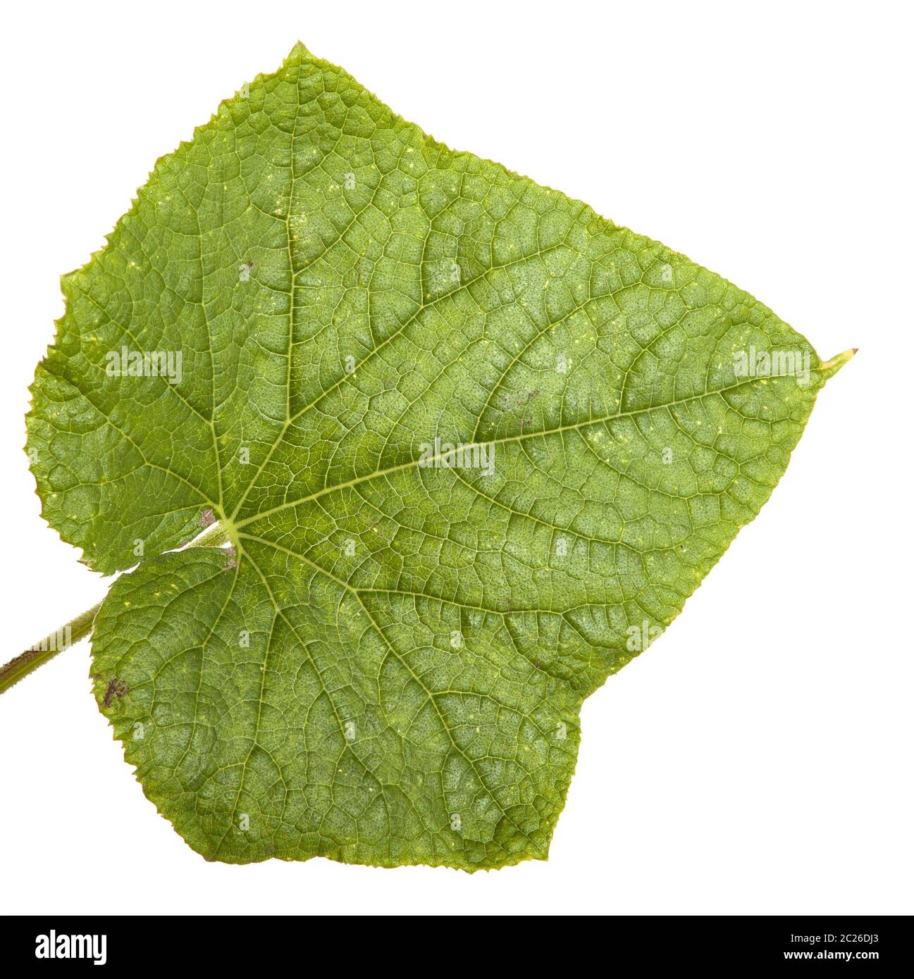 Il verde delle foglie di piante di cetriolo isolato su bianco Foto Stock