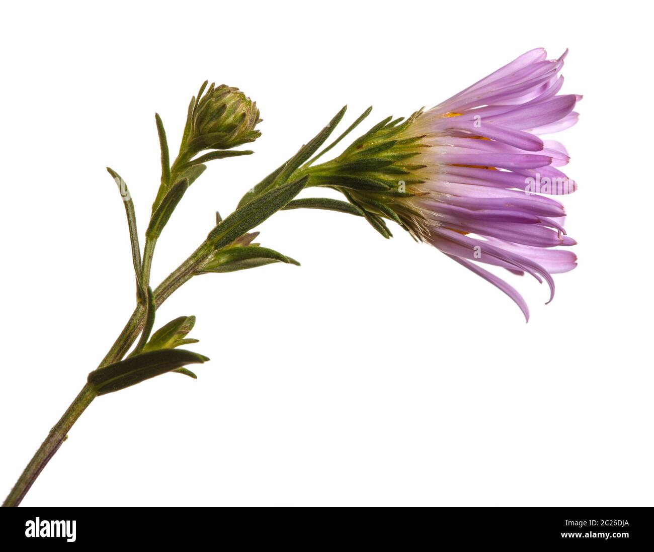 aster fiore Virginia. Isolato su bianco Foto Stock