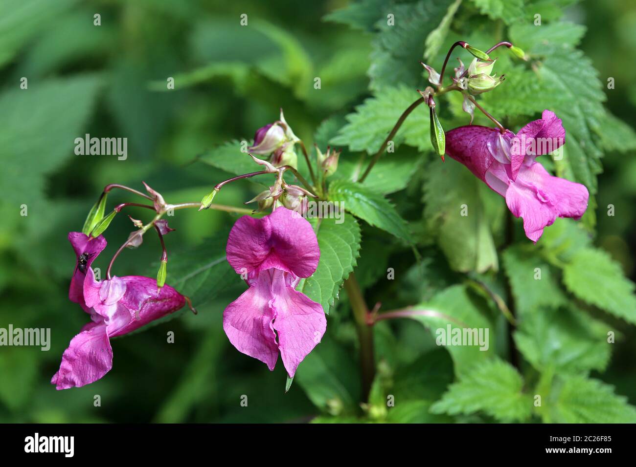 Glandary Springkraut Impatiens glandulifera Foto Stock