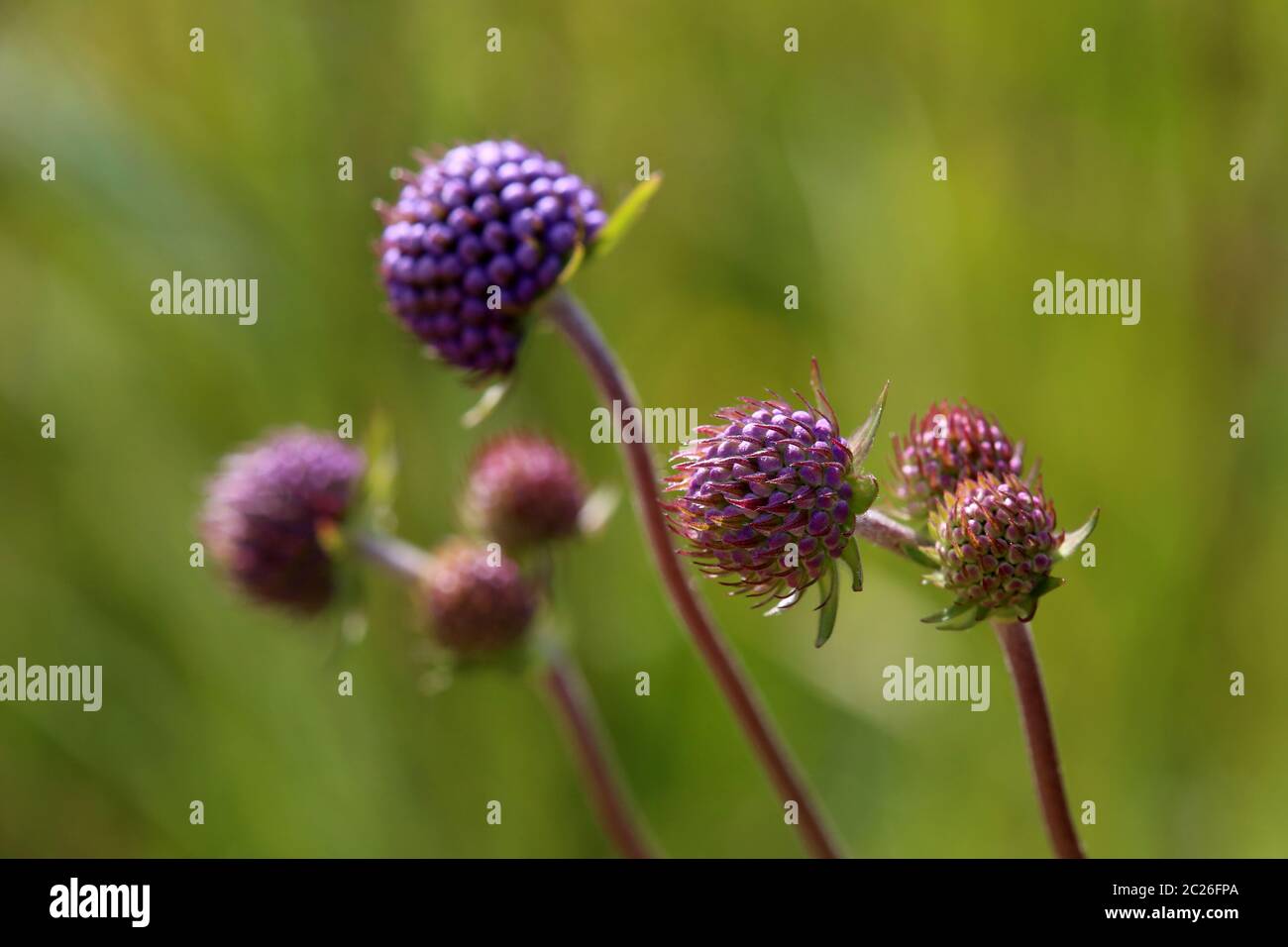 Morso del diavolo in fiore Succisa pratensis dal Wasenmoos vicino Mittersill Foto Stock