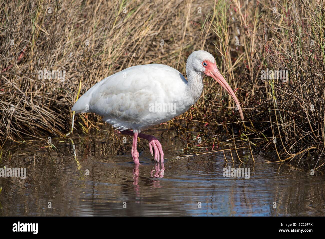 Un ibis bianco immaturo in una palude di sale. Foto Stock