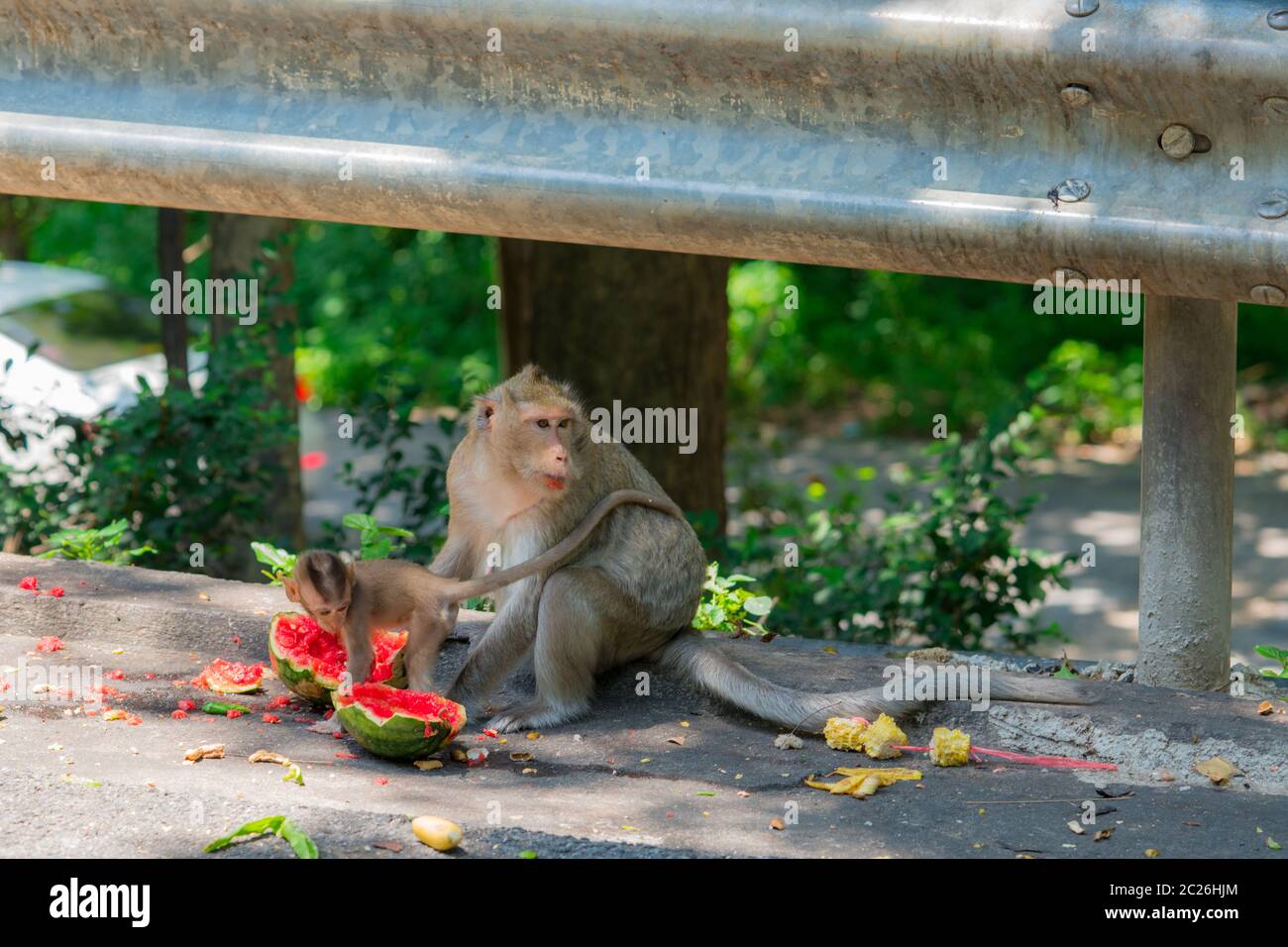 La scimmia e il suo bambino sono mangiando anguria sulla strada. E sua madre guardare fuori per il nemico che avrà il cibo Foto Stock