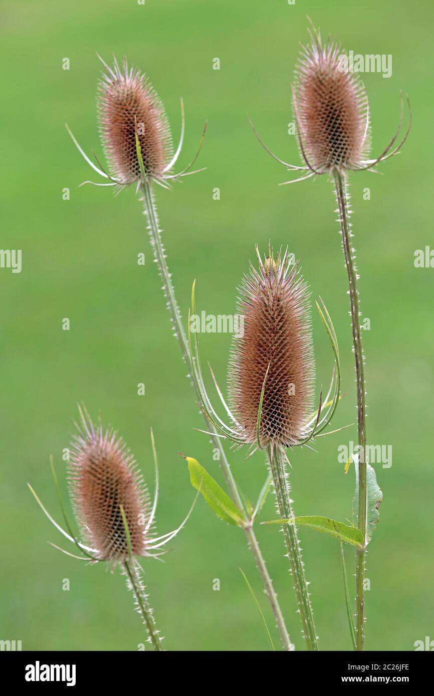 Stand di frutta della carta selvaggia Dipsacus fullonum Foto Stock