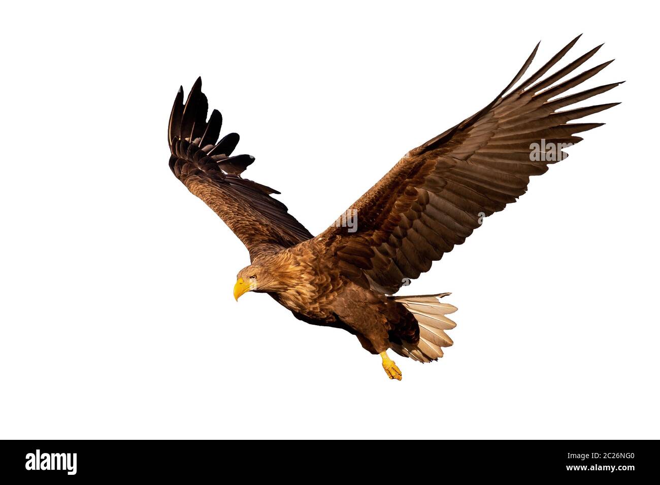 Adulto bianco-tailed eagle, Haliaeetus albicilla, volare con ali stese aprire guardando giù isolati su sfondo bianco. Tagliare fuori gli uccelli selvatici della preda in Foto Stock