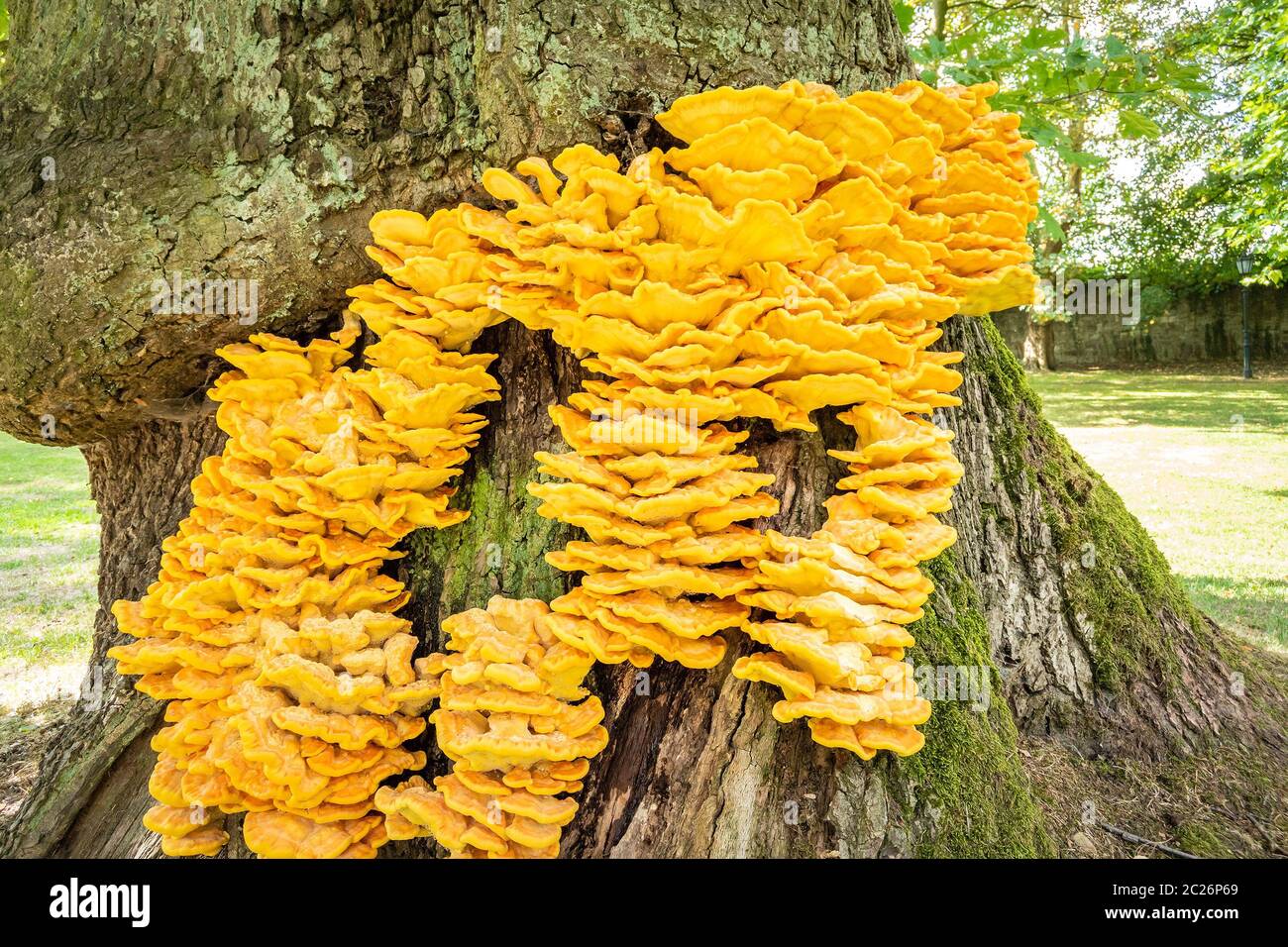 Laetiporus sulfureus staffa fungo Foto Stock